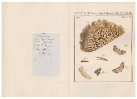 Reproducción/Reproduction 49817012511: Beschouwing der wonderen Gods, in de minstgeachte schepzelen :. Te Amsterdam :by J.C. Sepp,1762-1860.. 