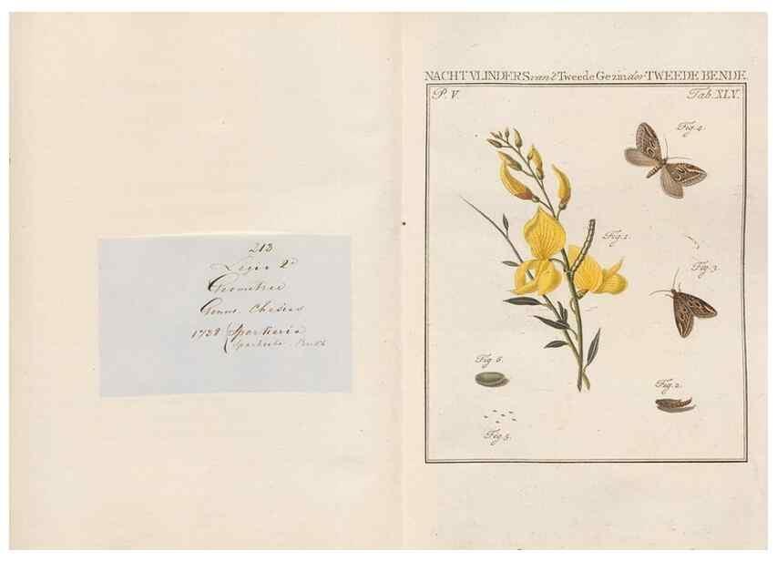 Reproducción/Reproduction 49816479408: Beschouwing der wonderen Gods, in de minstgeachte schepzelen :. Te Amsterdam :by J.C. Sepp,1762-1860.. 