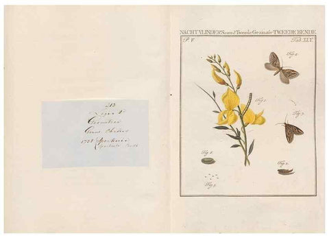 Reproducción/Reproduction 49816479408: Beschouwing der wonderen Gods, in de minstgeachte schepzelen :. Te Amsterdam :by J.C. Sepp,1762-1860.. 