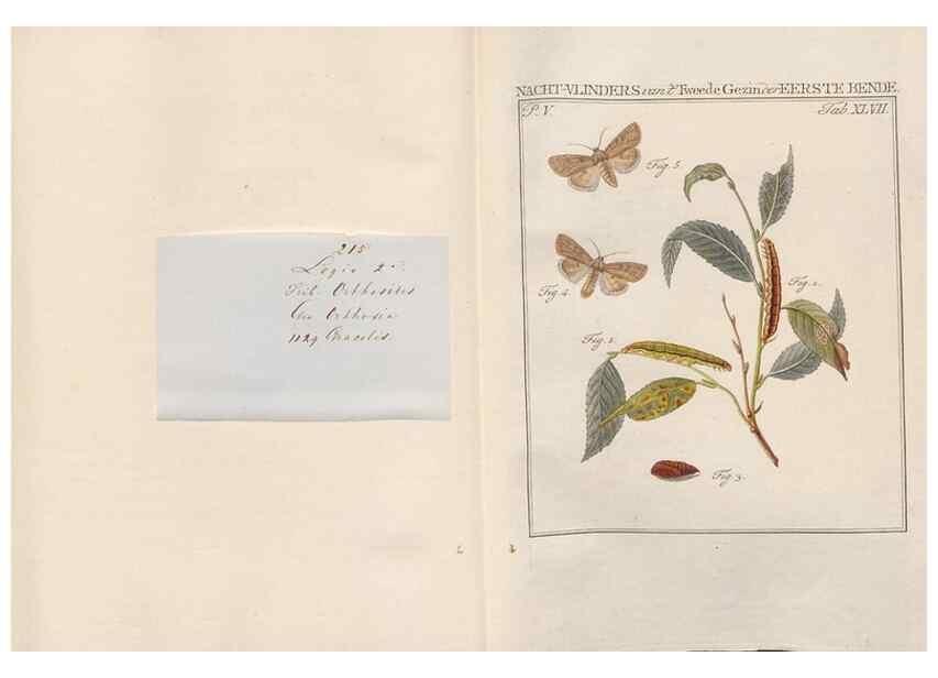 Reproducción/Reproduction 49816479843: Beschouwing der wonderen Gods, in de minstgeachte schepzelen :. Te Amsterdam :by J.C. Sepp,1762-1860.. 