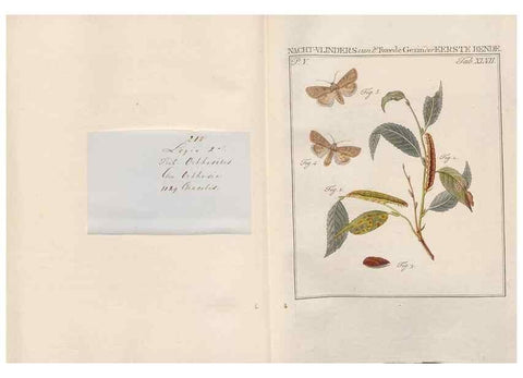 Reproducción/Reproduction 49816479843: Beschouwing der wonderen Gods, in de minstgeachte schepzelen :. Te Amsterdam :by J.C. Sepp,1762-1860.. 