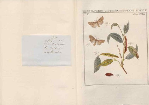 Reproducción/Reproduction 49816479843: Beschouwing der wonderen Gods, in de minstgeachte schepzelen :. Te Amsterdam :by J.C. Sepp,1762-1860.. 