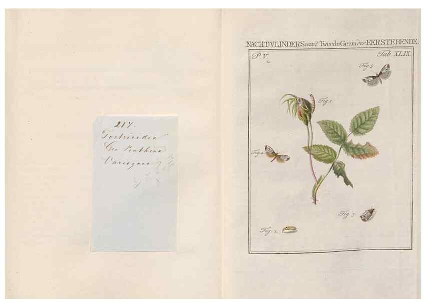 Reproducción/Reproduction 49817013486: Beschouwing der wonderen Gods, in de minstgeachte schepzelen :. Te Amsterdam :by J.C. Sepp,1762-1860.. 