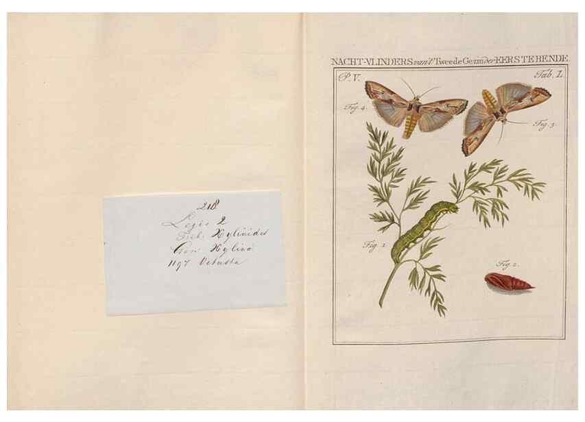 Reproducción/Reproduction 49816480518: Beschouwing der wonderen Gods, in de minstgeachte schepzelen :. Te Amsterdam :by J.C. Sepp,1762-1860.. 