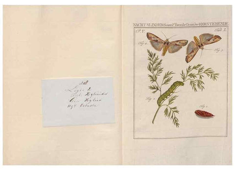Reproducción/Reproduction 49816480518: Beschouwing der wonderen Gods, in de minstgeachte schepzelen :. Te Amsterdam :by J.C. Sepp,1762-1860.. 