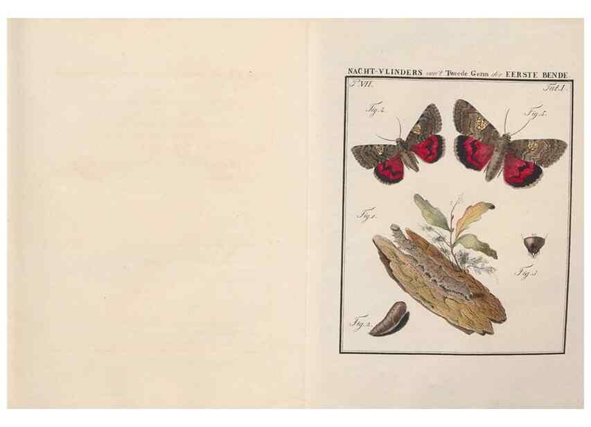 Reproducción/Reproduction 49816536263: Beschouwing der wonderen Gods, in de minstgeachte schepzelen :. Te Amsterdam :by J.C. Sepp,1762-1860.. 