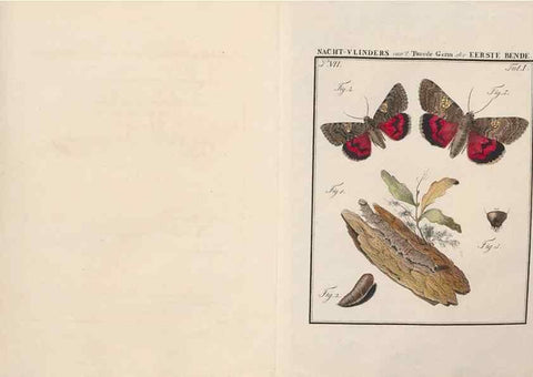 Reproducción/Reproduction 49816536263: Beschouwing der wonderen Gods, in de minstgeachte schepzelen :. Te Amsterdam :by J.C. Sepp,1762-1860.. 