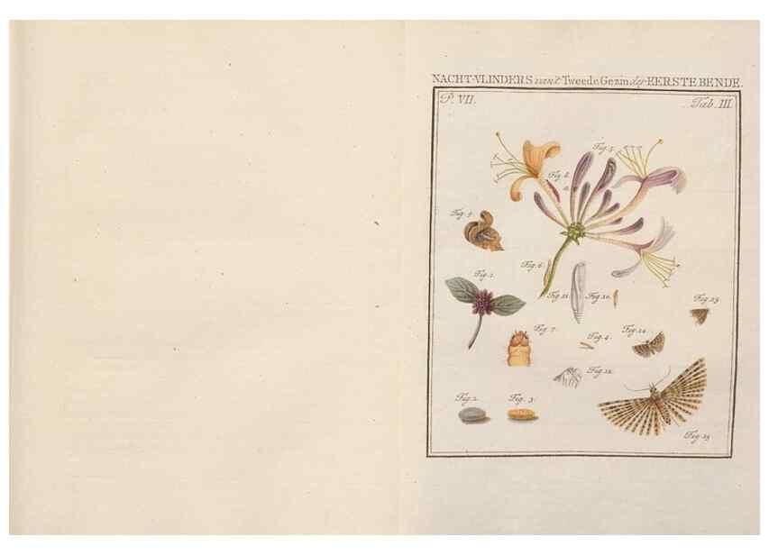Reproducción/Reproduction 49817069966: Beschouwing der wonderen Gods, in de minstgeachte schepzelen :. Te Amsterdam :by J.C. Sepp,1762-1860.. 