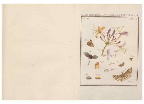 Reproducción/Reproduction 49817069966: Beschouwing der wonderen Gods, in de minstgeachte schepzelen :. Te Amsterdam :by J.C. Sepp,1762-1860.. 