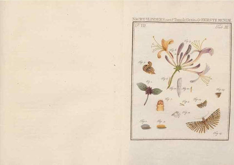 Reproducción/Reproduction 49817069966: Beschouwing der wonderen Gods, in de minstgeachte schepzelen :. Te Amsterdam :by J.C. Sepp,1762-1860.. 
