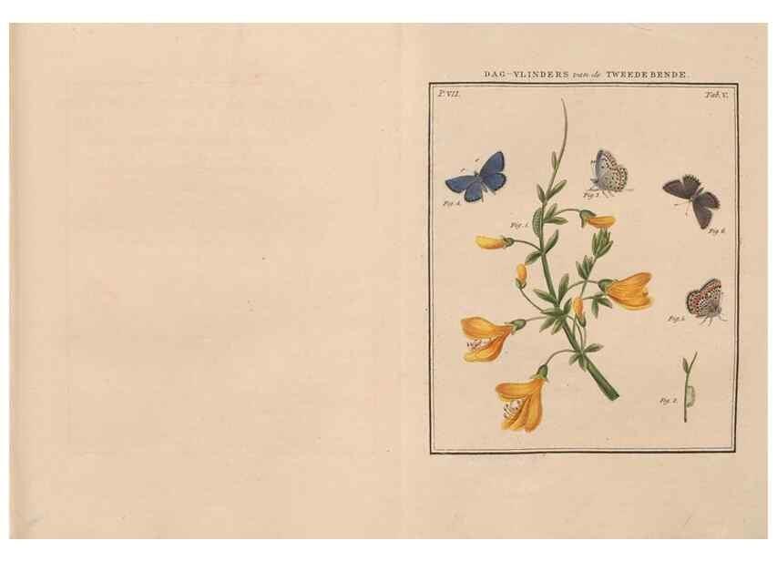 Reproducción/Reproduction 49816537123: Beschouwing der wonderen Gods, in de minstgeachte schepzelen :. Te Amsterdam :by J.C. Sepp,1762-1860.. 