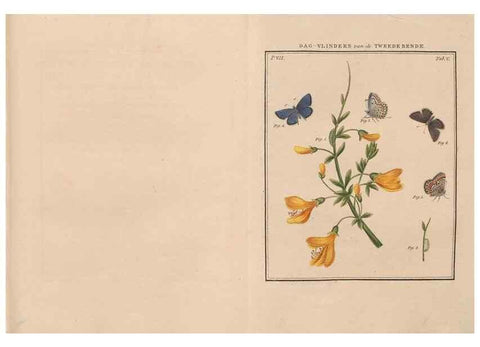 Reproducción/Reproduction 49816537123: Beschouwing der wonderen Gods, in de minstgeachte schepzelen :. Te Amsterdam :by J.C. Sepp,1762-1860.. 