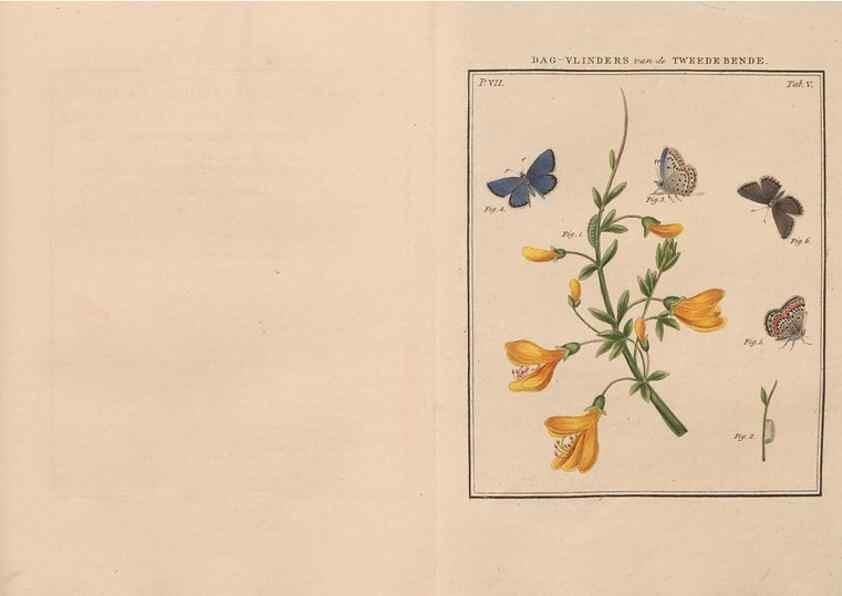 Reproducción/Reproduction 49816537123: Beschouwing der wonderen Gods, in de minstgeachte schepzelen :. Te Amsterdam :by J.C. Sepp,1762-1860.. 