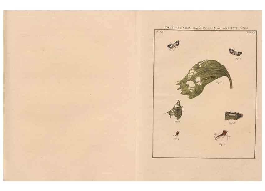 Reproducción/Reproduction 49817070676: Beschouwing der wonderen Gods, in de minstgeachte schepzelen :. Te Amsterdam :by J.C. Sepp,1762-1860.. 
