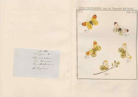 Reproducción/Reproduction 49817012021: Beschouwing der wonderen Gods, in de minstgeachte schepzelen :. Te Amsterdam :by J.C. Sepp,1762-1860.. 