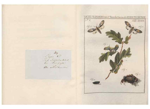 Reproducción/Reproduction 49817319512: Beschouwing der wonderen Gods, in de minstgeachte schepzelen :. Te Amsterdam :by J.C. Sepp,1762-1860.. 