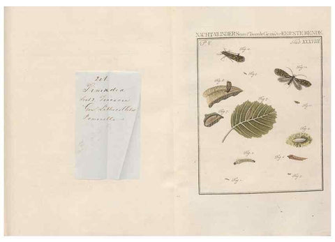 Reproducción/Reproduction 49817011446: Beschouwing der wonderen Gods, in de minstgeachte schepzelen :. Te Amsterdam :by J.C. Sepp,1762-1860.. 