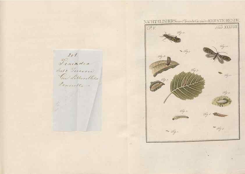 Reproducción/Reproduction 49817011446: Beschouwing der wonderen Gods, in de minstgeachte schepzelen :. Te Amsterdam :by J.C. Sepp,1762-1860.. 