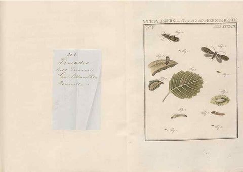 Reproducción/Reproduction 49817011446: Beschouwing der wonderen Gods, in de minstgeachte schepzelen :. Te Amsterdam :by J.C. Sepp,1762-1860.. 