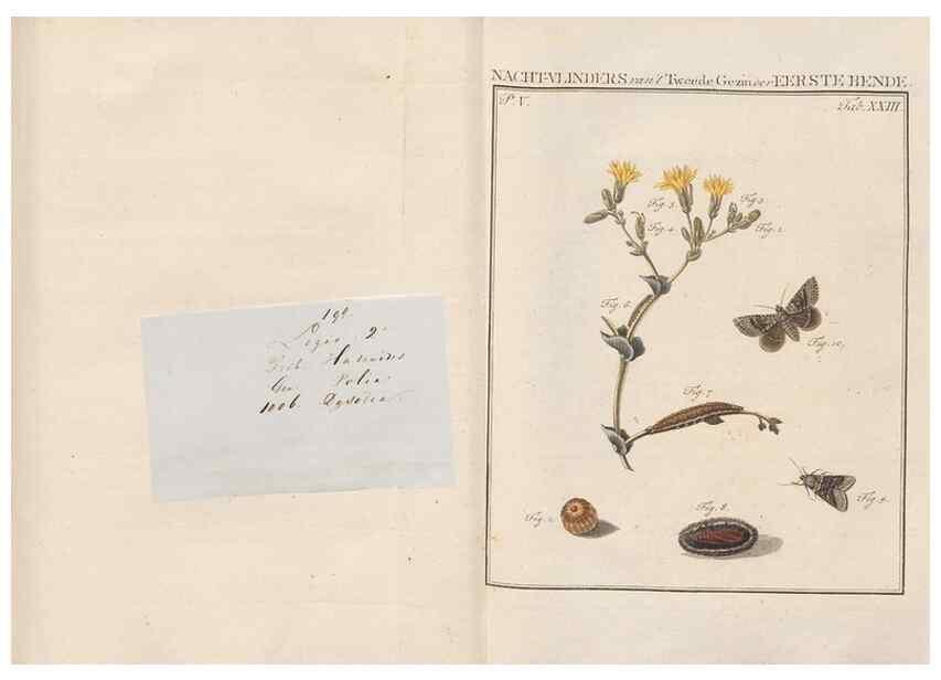 Reproducción/Reproduction 49817008511: Beschouwing der wonderen Gods, in de minstgeachte schepzelen :. Te Amsterdam :by J.C. Sepp,1762-1860.. 