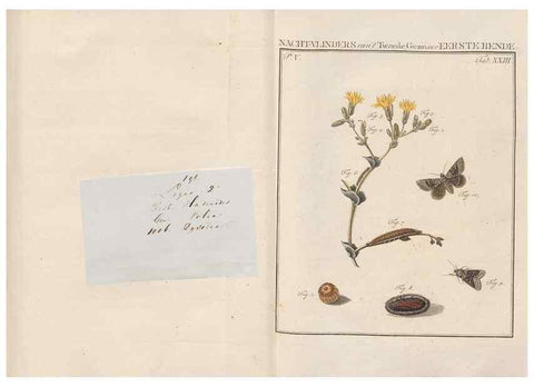Reproducción/Reproduction 49817008511: Beschouwing der wonderen Gods, in de minstgeachte schepzelen :. Te Amsterdam :by J.C. Sepp,1762-1860.. 