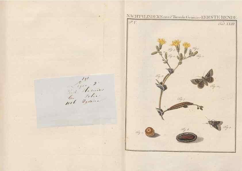 Reproducción/Reproduction 49817008511: Beschouwing der wonderen Gods, in de minstgeachte schepzelen :. Te Amsterdam :by J.C. Sepp,1762-1860.. 