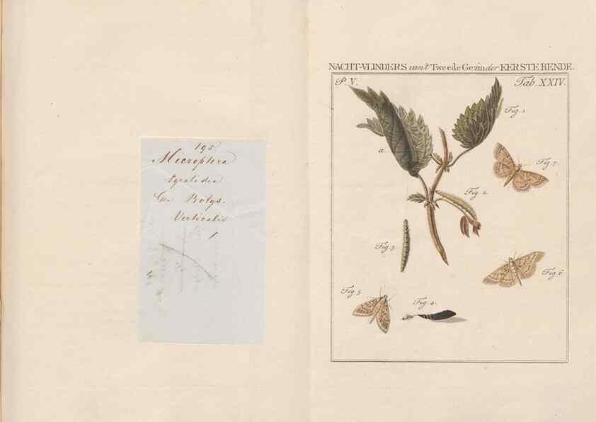 Reproducción/Reproduction 49817316522: Beschouwing der wonderen Gods, in de minstgeachte schepzelen :. Te Amsterdam :by J.C. Sepp,1762-1860.. 
