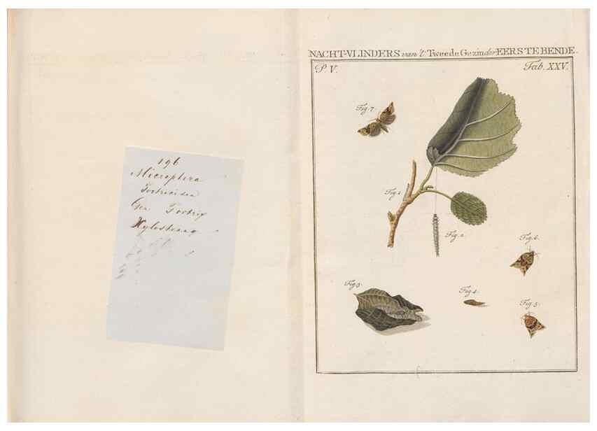 Reproducción/Reproduction 49816475438: Beschouwing der wonderen Gods, in de minstgeachte schepzelen :. Te Amsterdam :by J.C. Sepp,1762-1860.. 
