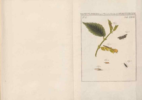 Reproducción/Reproduction 49817317042: Beschouwing der wonderen Gods, in de minstgeachte schepzelen :. Te Amsterdam :by J.C. Sepp,1762-1860.. 