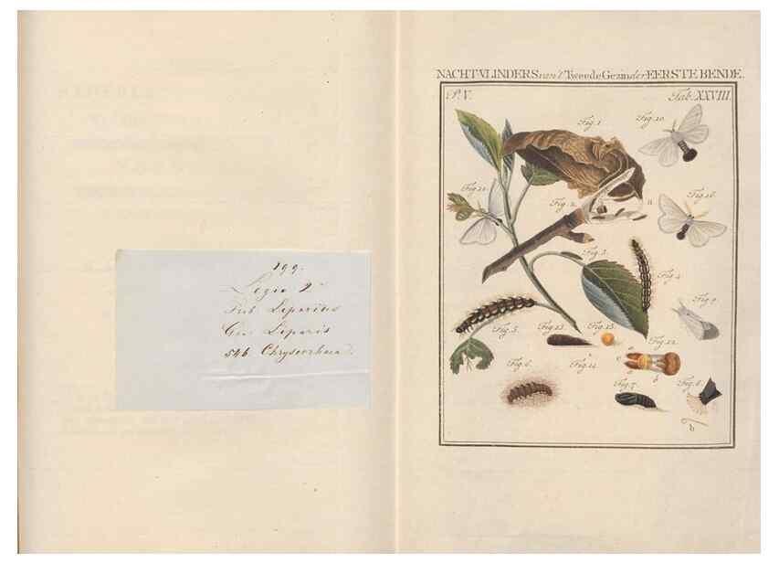 Reproducción/Reproduction 49817009446: Beschouwing der wonderen Gods, in de minstgeachte schepzelen :. Te Amsterdam :by J.C. Sepp,1762-1860.. 