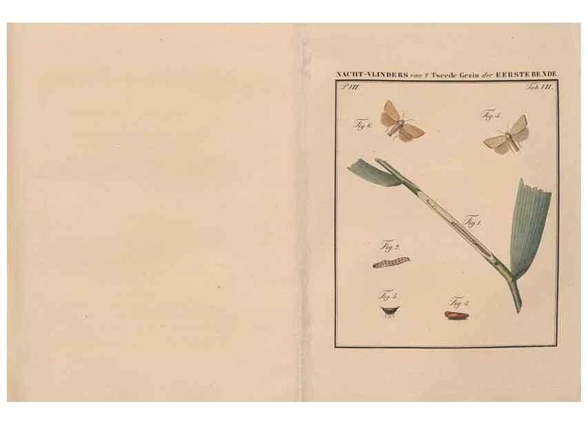 Reproducción/Reproduction 49816537503: Beschouwing der wonderen Gods, in de minstgeachte schepzelen :. Te Amsterdam :by J.C. Sepp,1762-1860.. 