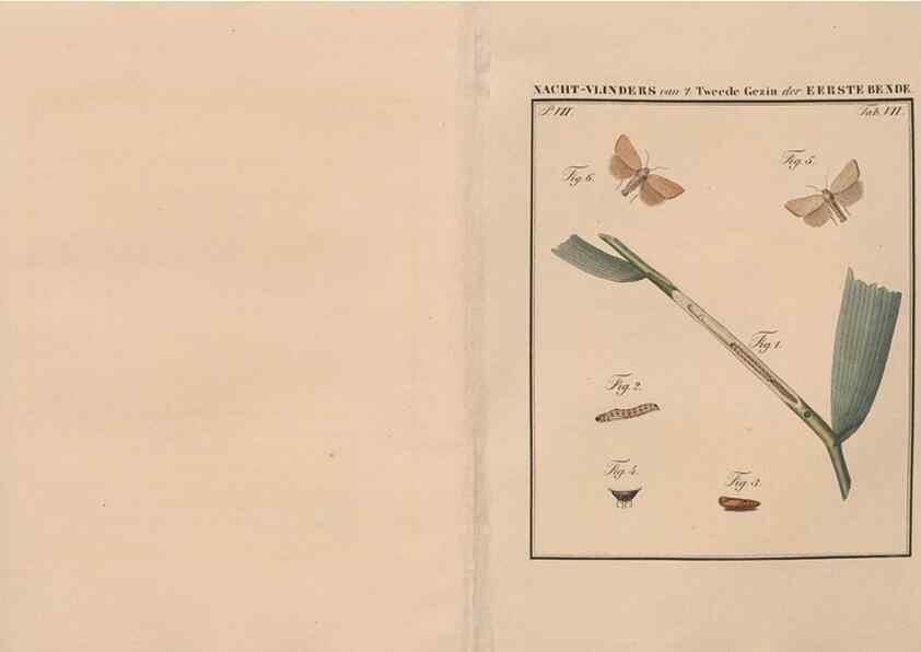 Reproducción/Reproduction 49816537503: Beschouwing der wonderen Gods, in de minstgeachte schepzelen :. Te Amsterdam :by J.C. Sepp,1762-1860.. 