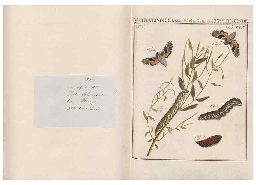 Reproducción/Reproduction 49817317507: Beschouwing der wonderen Gods, in de minstgeachte schepzelen :. Te Amsterdam :by J.C. Sepp,1762-1860.. 