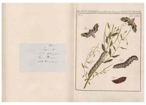 Reproducción/Reproduction 49817317507: Beschouwing der wonderen Gods, in de minstgeachte schepzelen :. Te Amsterdam :by J.C. Sepp,1762-1860.. 