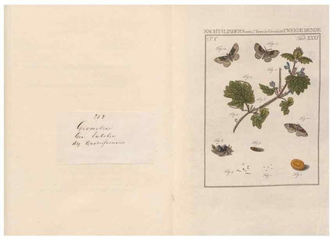 Reproducción/Reproduction 49817010041: Beschouwing der wonderen Gods, in de minstgeachte schepzelen :. Te Amsterdam :by J.C. Sepp,1762-1860.. 