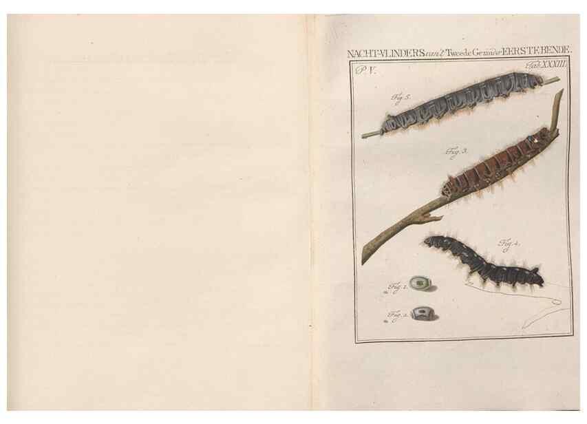 Reproducción/Reproduction 49817318232: Beschouwing der wonderen Gods, in de minstgeachte schepzelen :. Te Amsterdam :by J.C. Sepp,1762-1860.. 