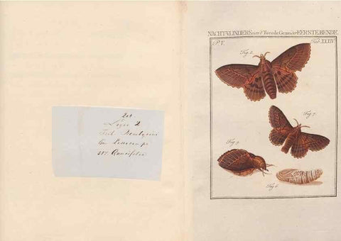 Reproducción/Reproduction 49817010681: Beschouwing der wonderen Gods, in de minstgeachte schepzelen :. Te Amsterdam :by J.C. Sepp,1762-1860.. 