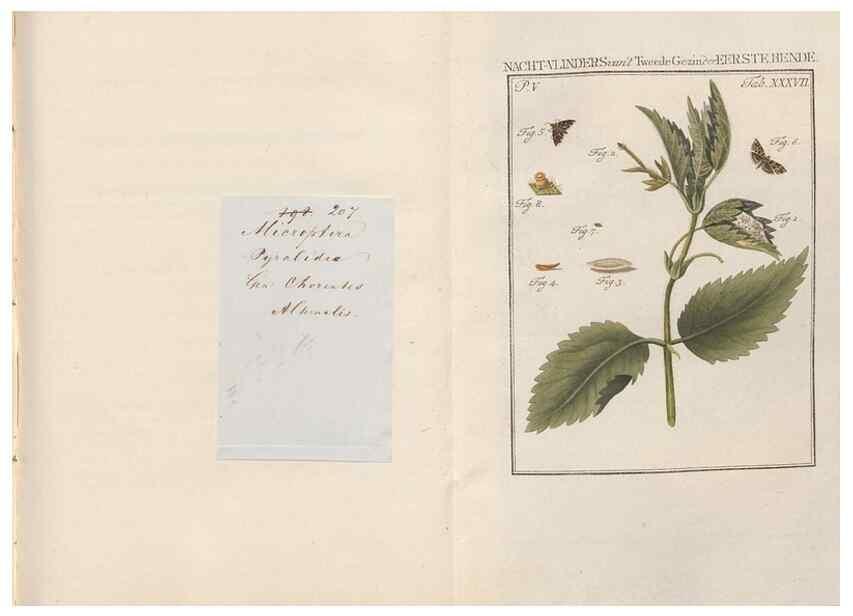 Reproducción/Reproduction 49817319037: Beschouwing der wonderen Gods, in de minstgeachte schepzelen :. Te Amsterdam :by J.C. Sepp,1762-1860.. 