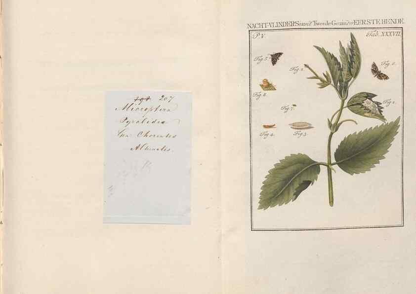Reproducción/Reproduction 49817319037: Beschouwing der wonderen Gods, in de minstgeachte schepzelen :. Te Amsterdam :by J.C. Sepp,1762-1860.. 
