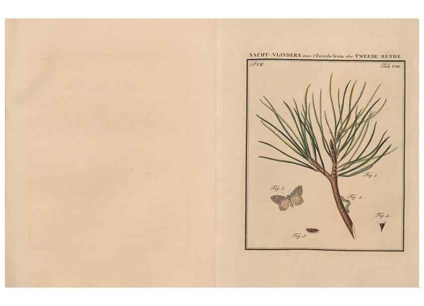 Reproducción/Reproduction 49817379622: Beschouwing der wonderen Gods, in de minstgeachte schepzelen :. Te Amsterdam :by J.C. Sepp,1762-1860.. 