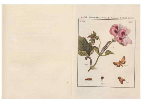 Reproducción/Reproduction 49816538353: Beschouwing der wonderen Gods, in de minstgeachte schepzelen :. Te Amsterdam :by J.C. Sepp,1762-1860.. 