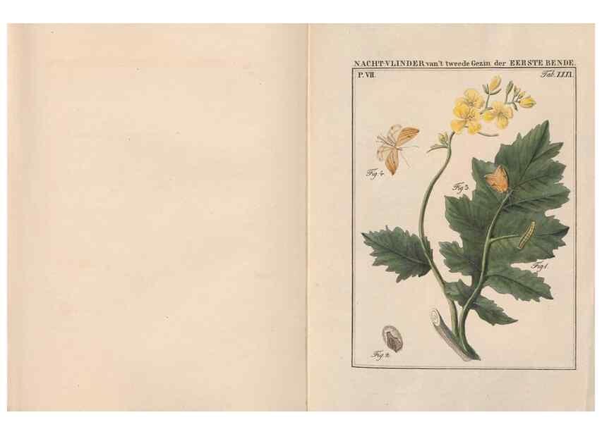 Reproducción/Reproduction 49817384127: Beschouwing der wonderen Gods, in de minstgeachte schepzelen :. Te Amsterdam :by J.C. Sepp,1762-1860.. 