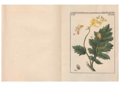 Reproducción/Reproduction 49817384127: Beschouwing der wonderen Gods, in de minstgeachte schepzelen :. Te Amsterdam :by J.C. Sepp,1762-1860.. 