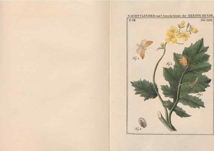 Reproducción/Reproduction 49817384127: Beschouwing der wonderen Gods, in de minstgeachte schepzelen :. Te Amsterdam :by J.C. Sepp,1762-1860.. 