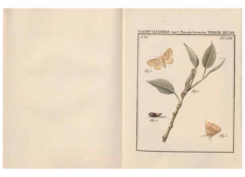 Reproducción/Reproduction 49817384247: Beschouwing der wonderen Gods, in de minstgeachte schepzelen :. Te Amsterdam :by J.C. Sepp,1762-1860.. 