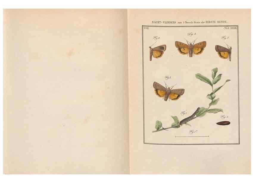 Reproducción/Reproduction 49817384477: Beschouwing der wonderen Gods, in de minstgeachte schepzelen :. Te Amsterdam :by J.C. Sepp,1762-1860.. 