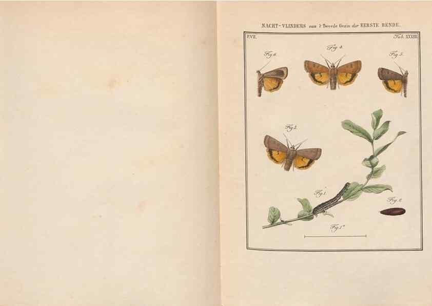 Reproducción/Reproduction 49817384477: Beschouwing der wonderen Gods, in de minstgeachte schepzelen :. Te Amsterdam :by J.C. Sepp,1762-1860.. 