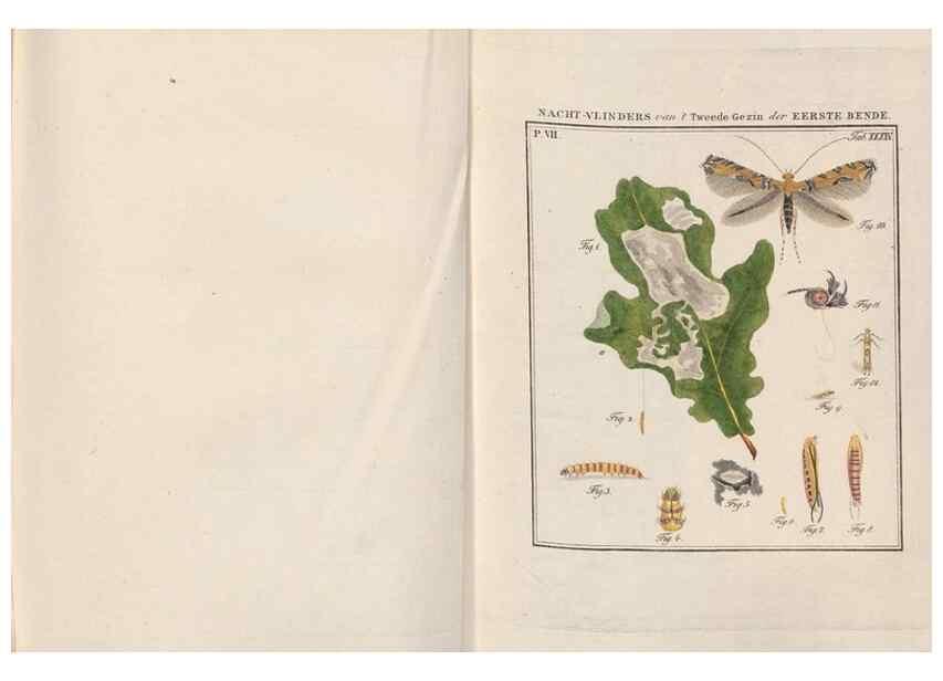 Reproducción/Reproduction 49816543113: Beschouwing der wonderen Gods, in de minstgeachte schepzelen :. Te Amsterdam :by J.C. Sepp,1762-1860.. 