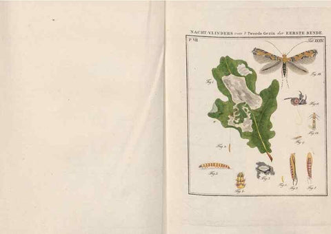 Reproducción/Reproduction 49816543113: Beschouwing der wonderen Gods, in de minstgeachte schepzelen :. Te Amsterdam :by J.C. Sepp,1762-1860.. 