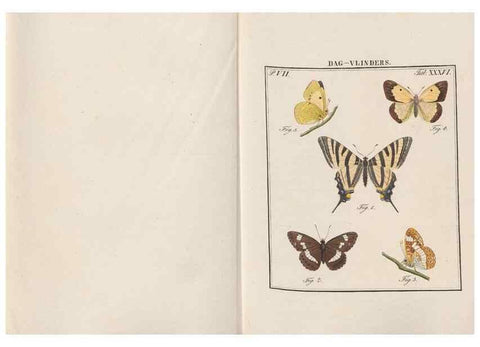 Reproducción/Reproduction 49817385157: Beschouwing der wonderen Gods, in de minstgeachte schepzelen :. Te Amsterdam :by J.C. Sepp,1762-1860.. 
